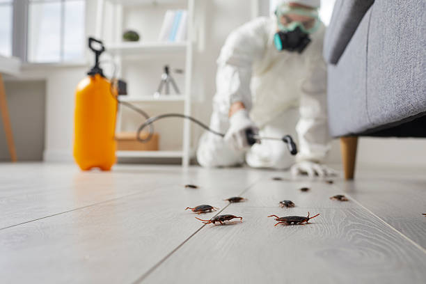 Trusted Termite Control service in Echelon, NJ - Nex Pest Control